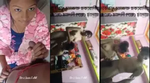 Cute Young Village Cousin Sister Sucking Cousin Dick and Fucking viral desi sex